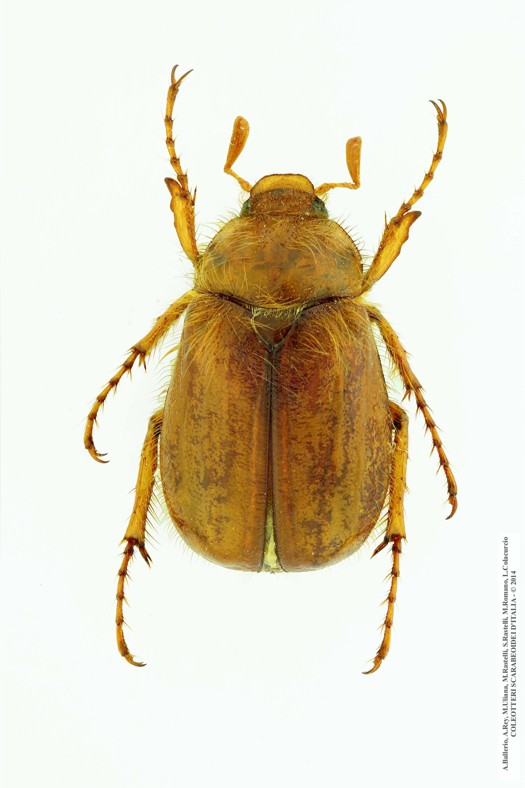 Firminius ciliatus vexillis, maschio